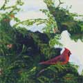 "Cardinal in Hedge"   8x16   Private Collection