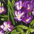"Crocuses"   8x16   Private Collection