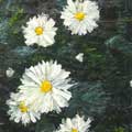 "Daisies"   8x16   Private Collection